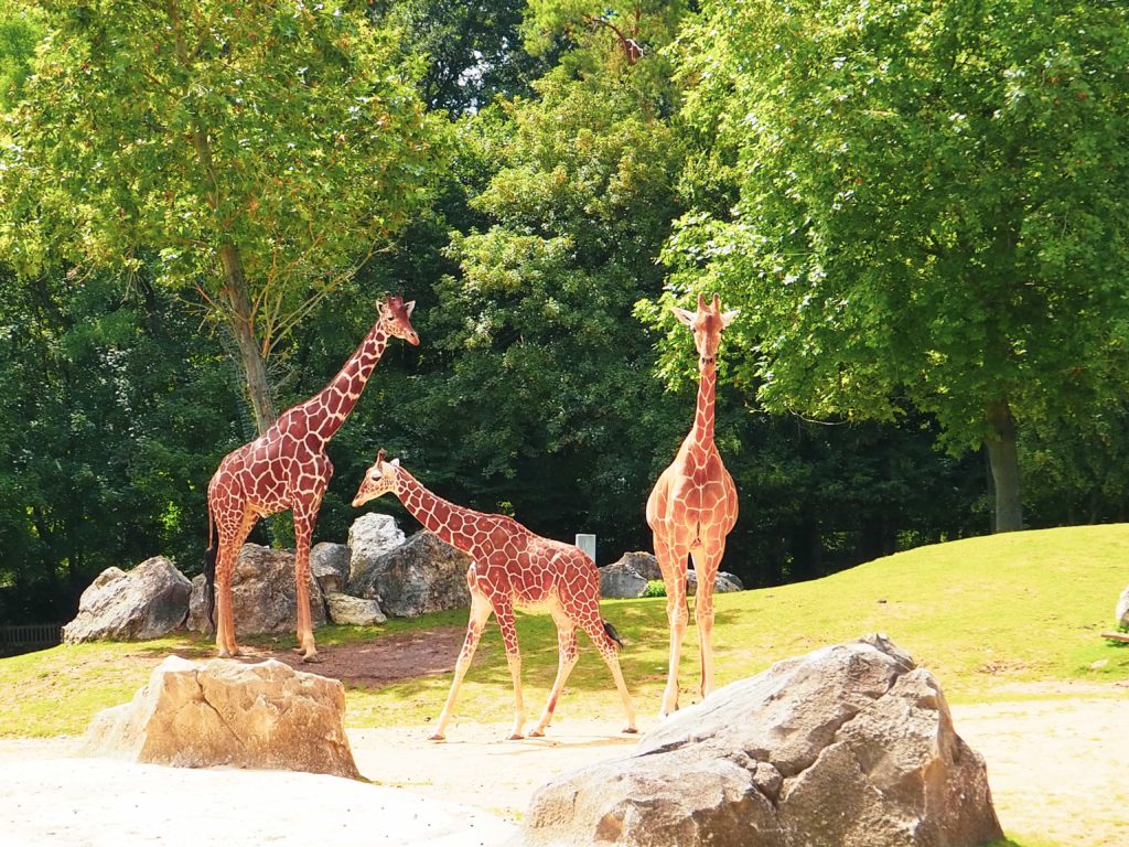 Zoo_Beauval_11