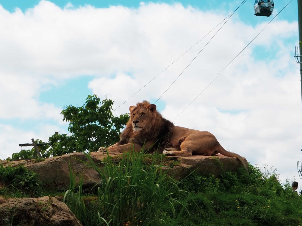 Zoo_Beauval_14