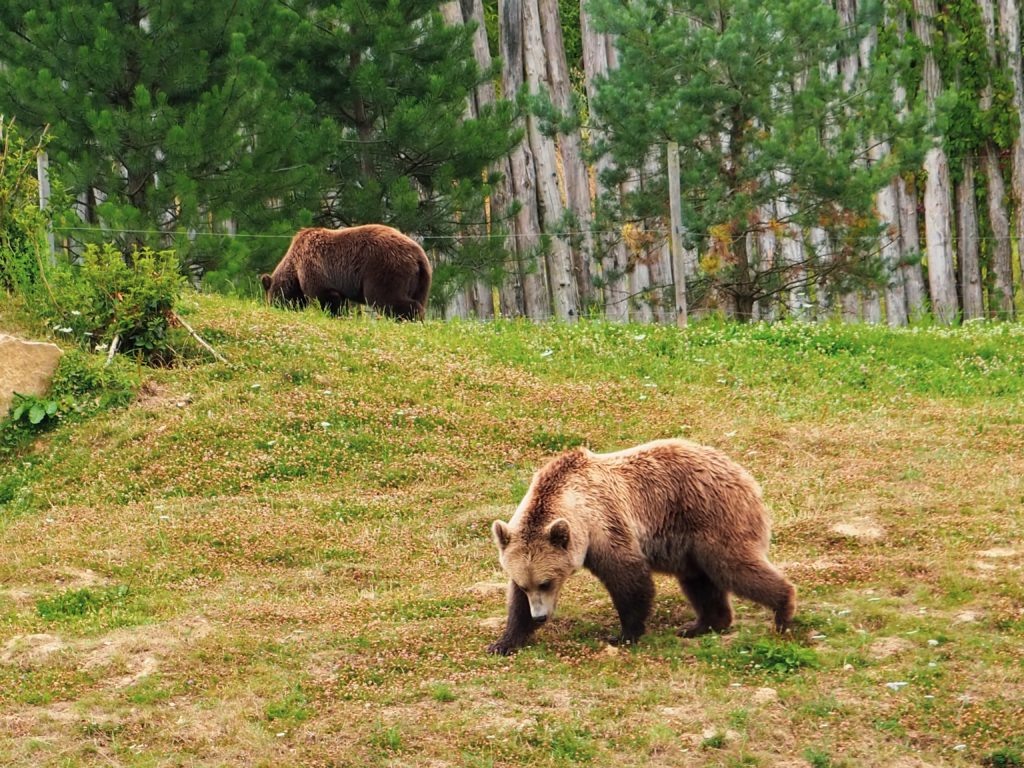 Zoo_Beauval_5